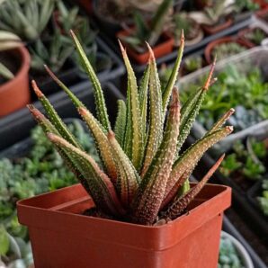 Haworthia Attenuata Variegata