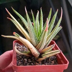 Haworthia Attenuata Variegata