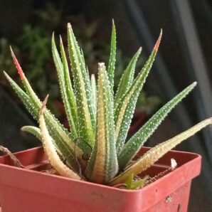 Haworthia Attenuata Variegata