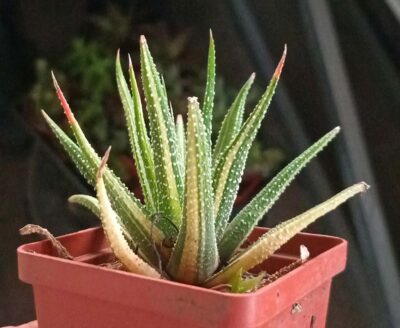 Haworthia Attenuata Variegata
