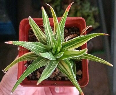 Haworthia Attenuata Variegata - Зображення 2