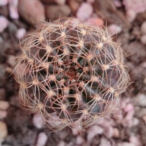 lobivia arachnacantha nigra