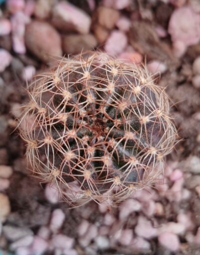 lobivia arachnacantha nigra