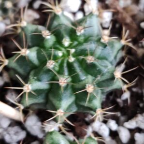 Gymnocalycium mihanovichii