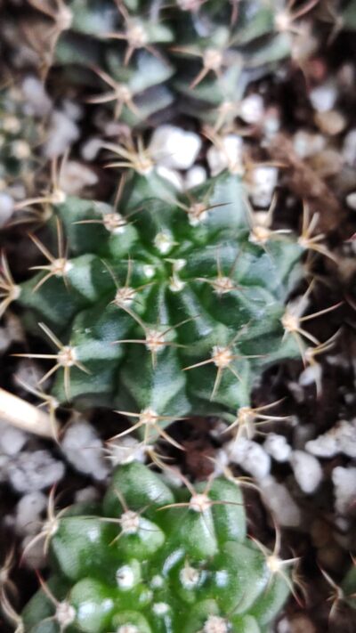 Gymnocalycium mihanovichii