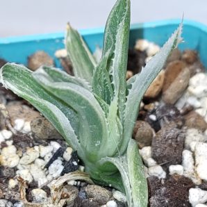 Haworthia Grey Ghost