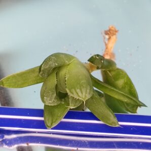 Haworthia obtusa Marin