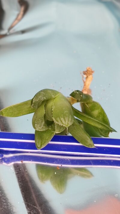 Haworthia obtusa Marin