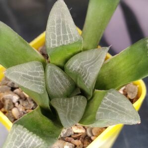 Haworthia Bayeri “Laeta”GM573