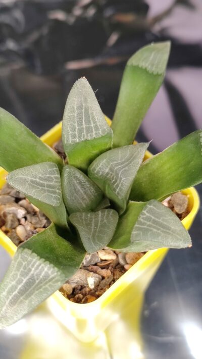 Haworthia Bayeri “Laeta”GM573