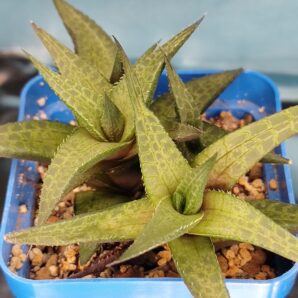 Haworthia tesselata
