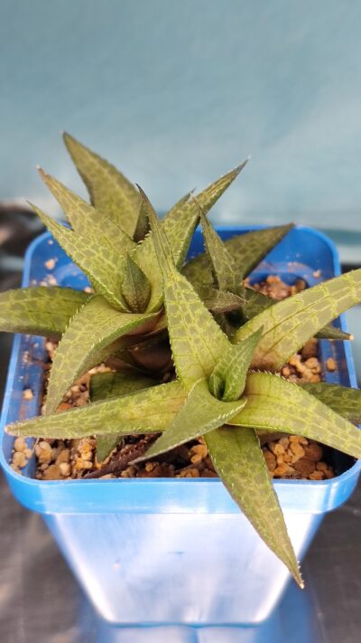 Haworthia tesselata