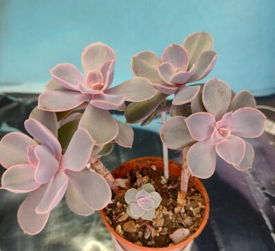 Echeveria Pearl of Nurnberg - Зображення 2