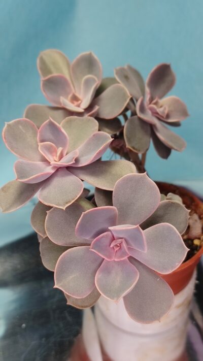 Echeveria Pearl of Nurnberg - Зображення 3