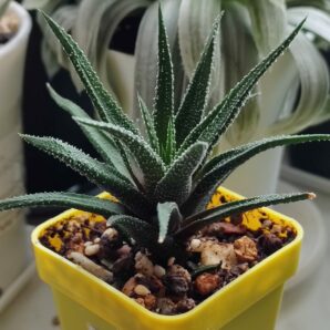 Haworthia attenuata v. radula
