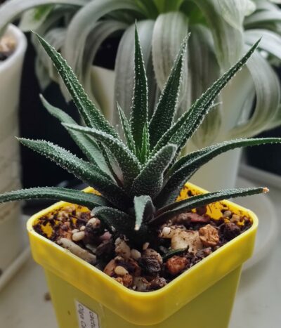 Haworthia attenuata v. radula