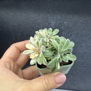 Aeonium Castello Paivae variegated