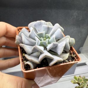 Echeveria Cubic Frost