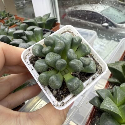 Aloinopsis schooneesii - Зображення 2