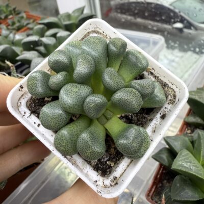 Aloinopsis schooneesii