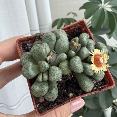 Aloinopsis schooneesii - Зображення 2
