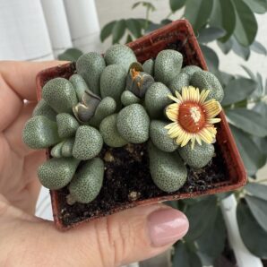 Aloinopsis schooneesii