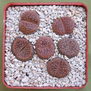 Lithops aucampiae ssp. euniceae v. euniceae, C48, MG1548