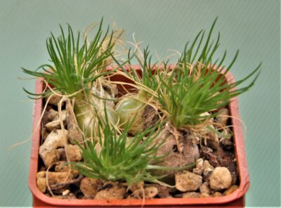 ornithogalum-sardienii-mini-form-4