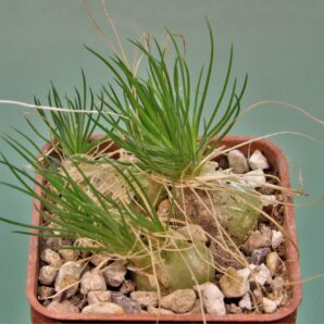 ornithogalum-sardienii-mini-form-5