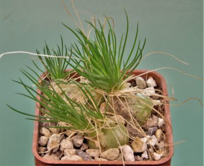 ornithogalum-sardienii-mini-form-5