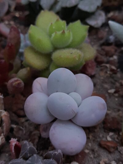 Pachyphytum oviferum