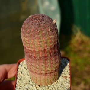 Echinocereus rigidissimus var rubrispinus