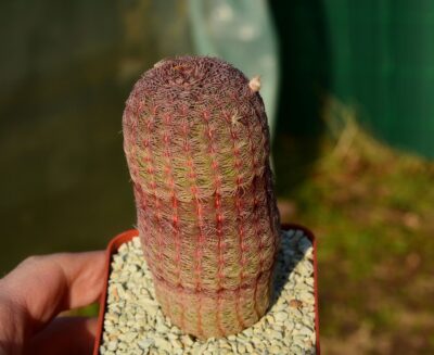 Echinocereus rigidissimus var rubrispinus