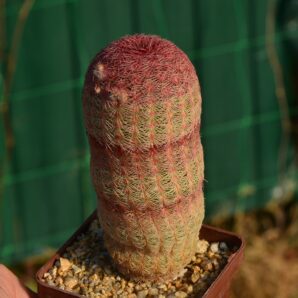 Echinocereus rigidissimus var rubrispinus