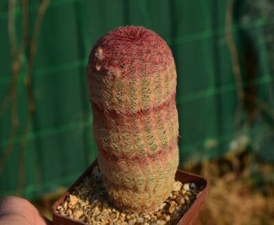 Echinocereus rigidissimus var rubrispinus