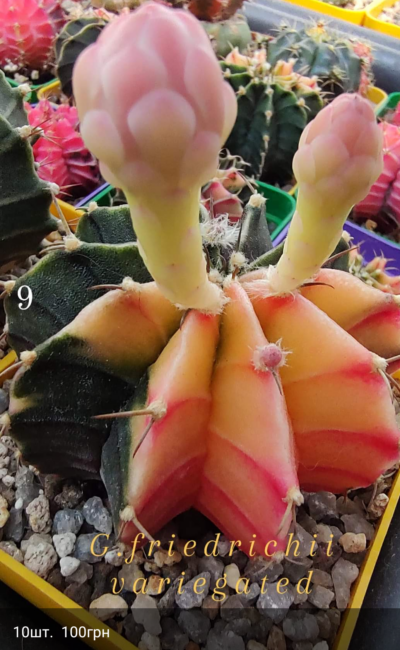 Gymnocalycium Friedrichii variegated