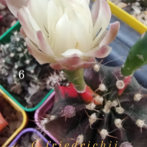 Gymnocalycium Friedrichii variegated