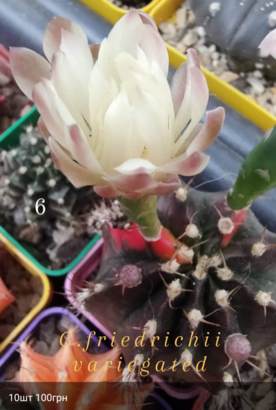 Gymnocalycium Friedrichii variegated
