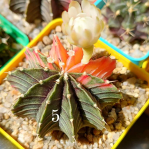 Gymnocalycium Friedrichii angustostriatum Aqua Dulce variegated