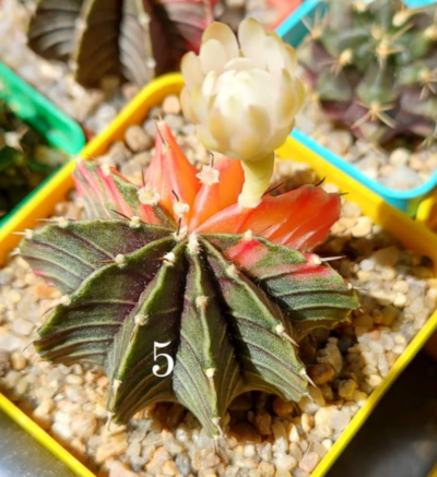 Gymnocalycium Friedrichii angustostriatum Aqua Dulce variegated