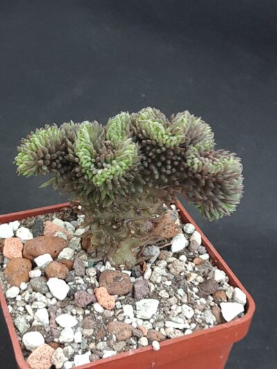 Sedum reflexum cristata