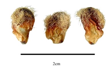 Насіння Brachychiton rupestris, витягнуте з плоду