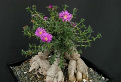 Trichodiadema bulbosum