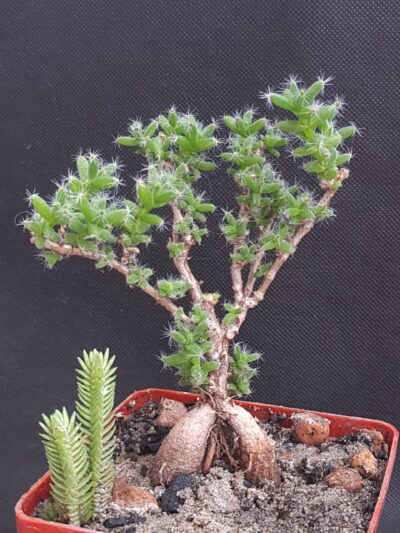 Trichodiadema bulbosum - Зображення 2