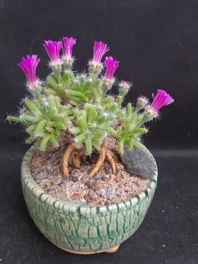 Trichodiadema densum