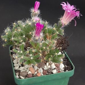 Trichodiadema densum
