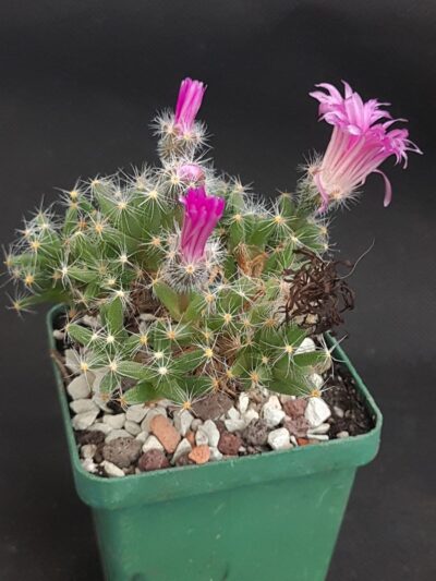 Trichodiadema densum