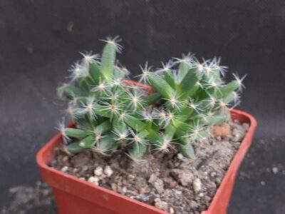 Trichodiadema densum - Зображення 2