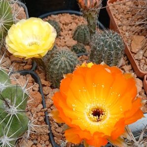 Lobivia haematantha v.amblayensis L 569