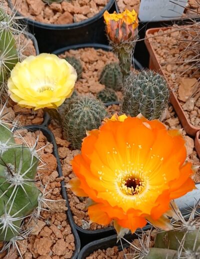 Lobivia haematantha v.amblayensis L 569